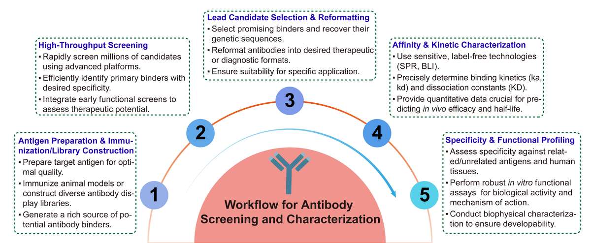 A simple procedure for antibody screening and characterization. (Creative Biolabs Original)