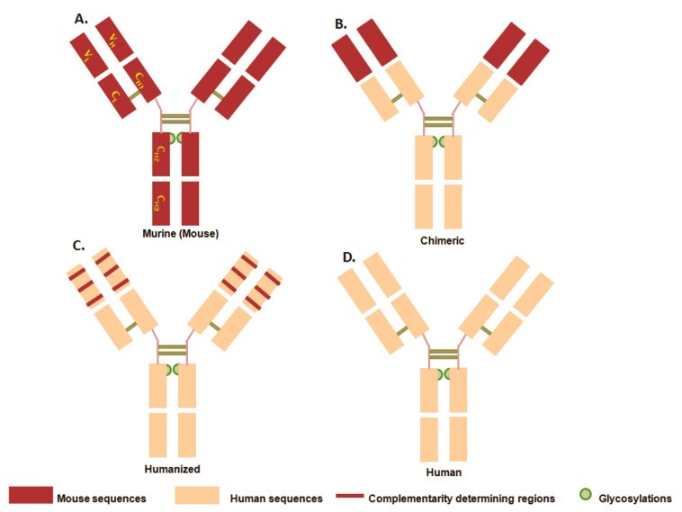Fig.1 Overview of mAb development. (OA Literature)