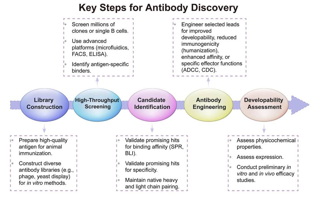 A simple procedure for antibody discovery. (Creative Biolabs Original)