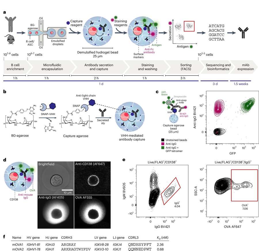 Fig.1 A workflow for high-throughput functional assessment of antibodies secreted by single clonal cells. (OA Literature)