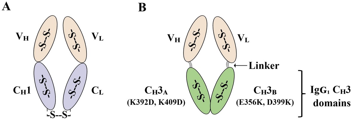 Fig.1 Designing an antibody fragment for cytoplasmic expression. (OA Literature)