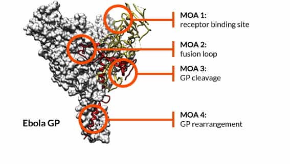 Epitope Maps Can Provide Useful Information to Help Understanding the Mechanism of Action of an Antibody.1