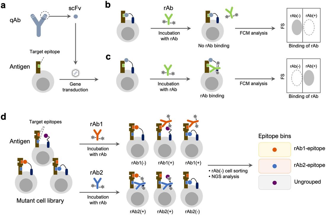 Fig.2 Epitope similarity analysis and application of the epitope binning-seq platform. (OA Literature)