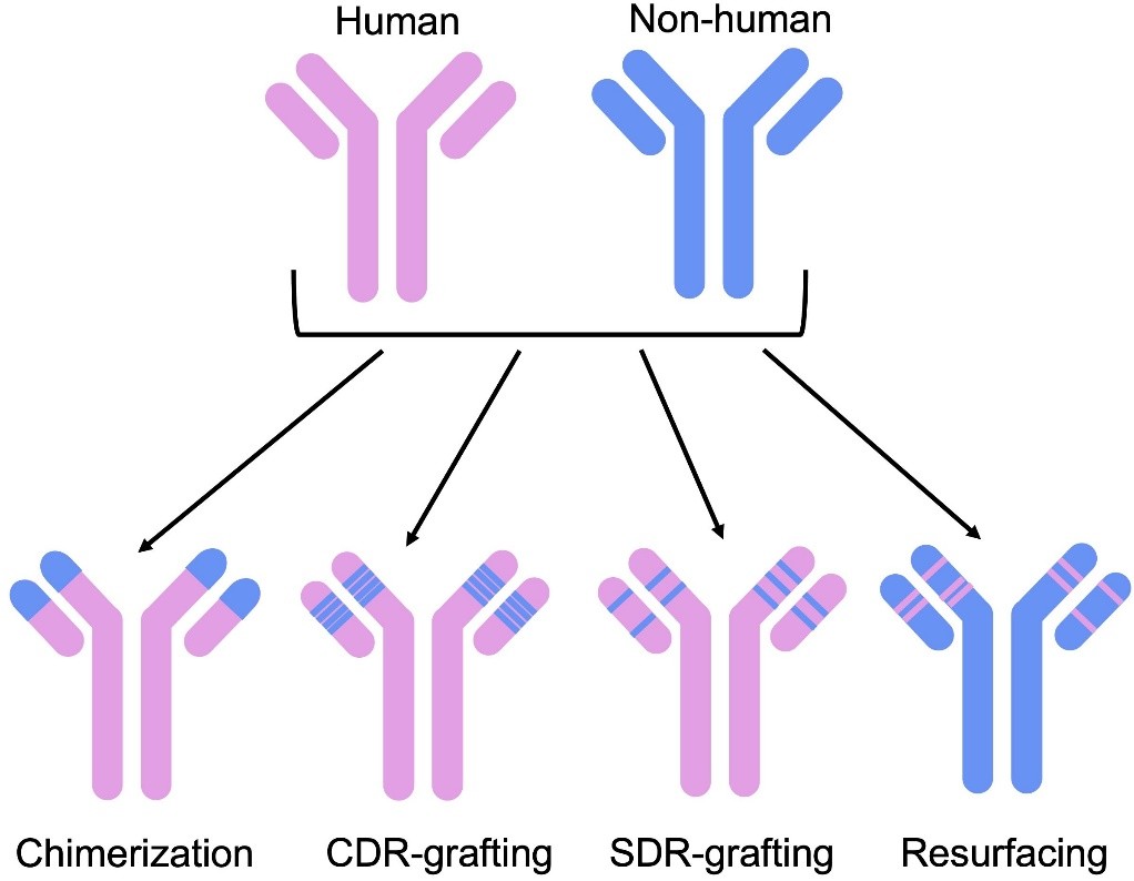Fig.1 Humanized antibody development. (OA Literature)