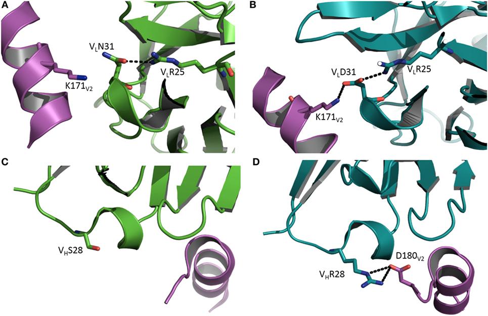 Fig.2 Enhanced antigen interactions and affinity maturation. (OA Literature)
