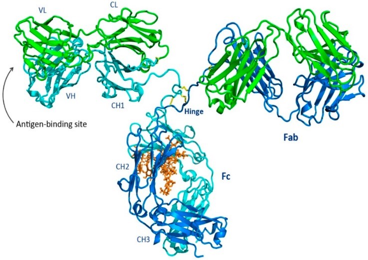 Fig.2 Structure of intact mouse IgG2a. (OA Literature)