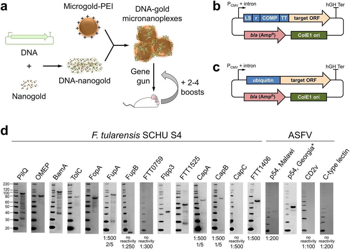Fig.1 Production of membrane protein-specific polyclonal antibodies with enhanced specificity. (OA Literature)