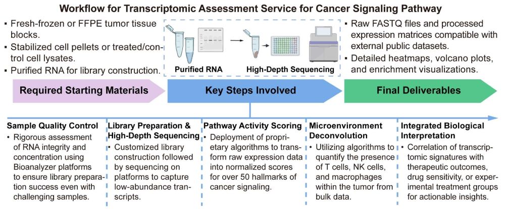 A simple procedure for transcriptomic assessment service for cancer signaling pathway. (Creative Biolabs Original)