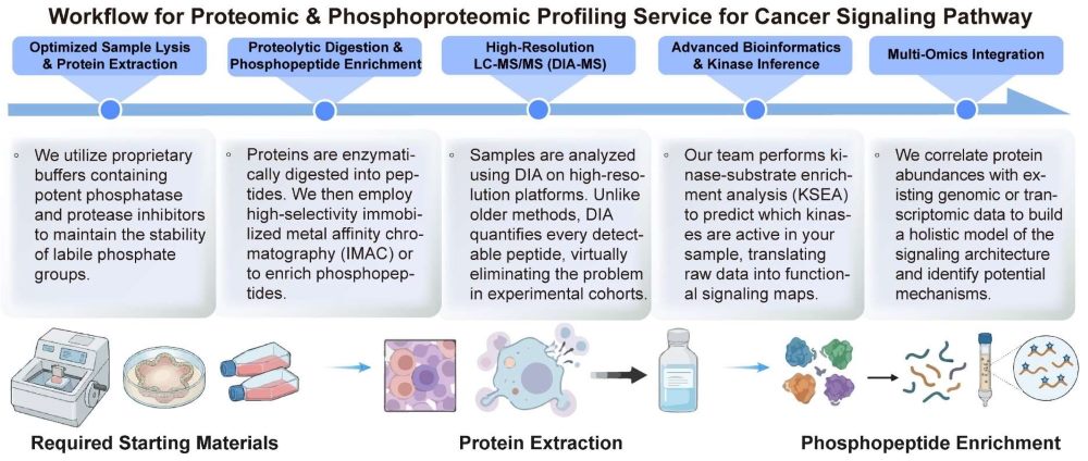 A simple procedure for proteomic and phosphoproteomic profiling service for cancer signaling pathway. (Creative Biolabs Original)