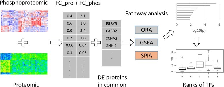 Fig.1 A workflow of integrating proteomic and phosphoproteomic data in pathway analysis. (OA Literature)
