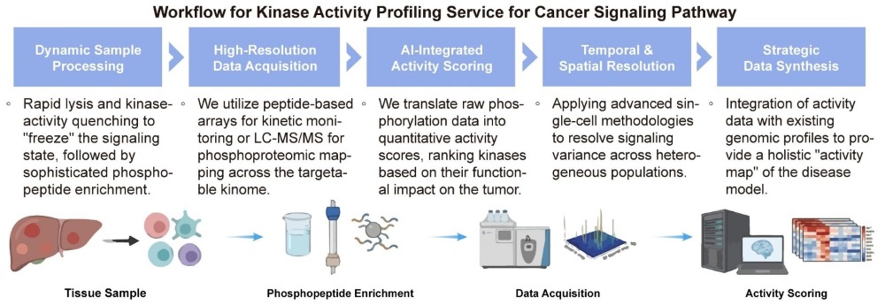 A simple procedure for kinase activity profiling service for cancer signaling pathway. (Creative Biolabs Original)