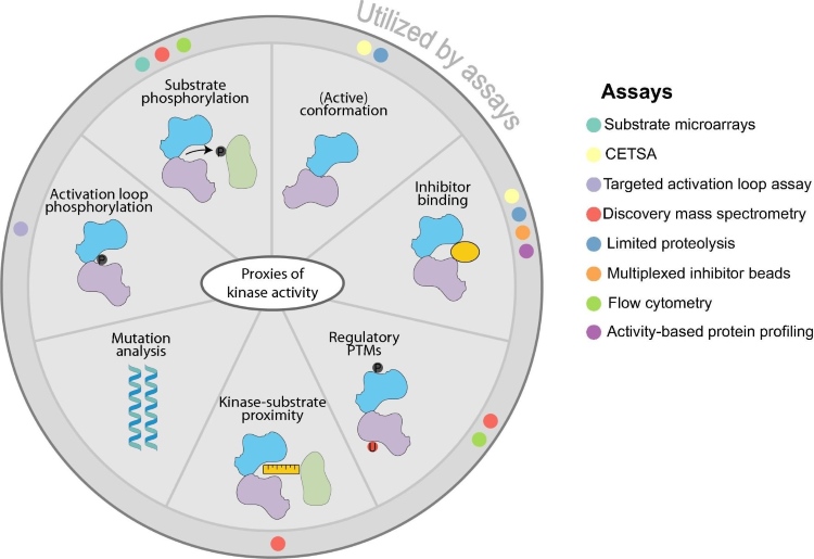 Fig.1 Strategies for kinase activity determination. (OA Literature)
