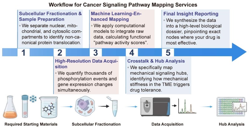 A simple procedure for cancer signaling pathway mapping services. (Creative Biolabs Original)