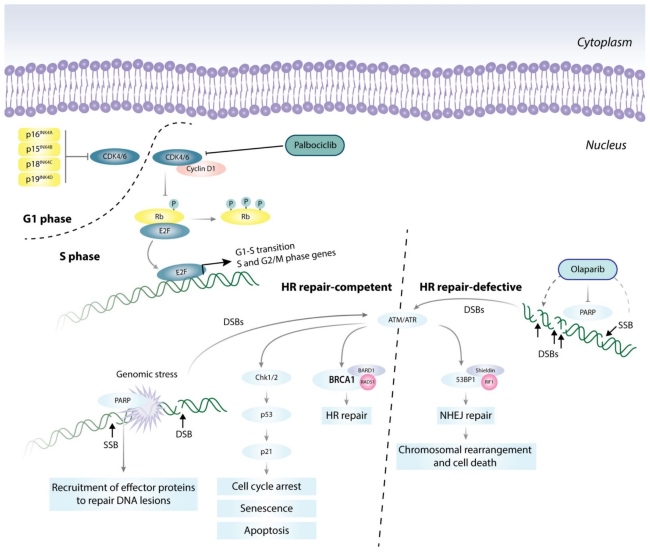 Fig.1 Cell cycle and DNA damage repair pathways as therapeutic targets. (OA Literature)