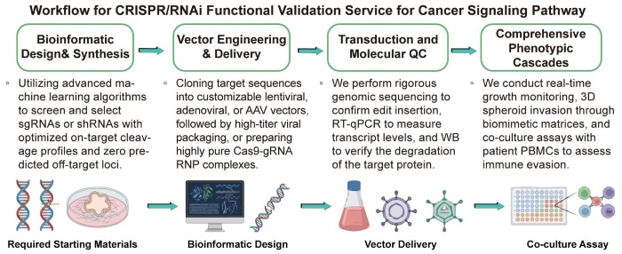 A simple procedure for CRISPR/RNAi functional validation service for cancer signaling pathway. (Creative Biolabs Original)