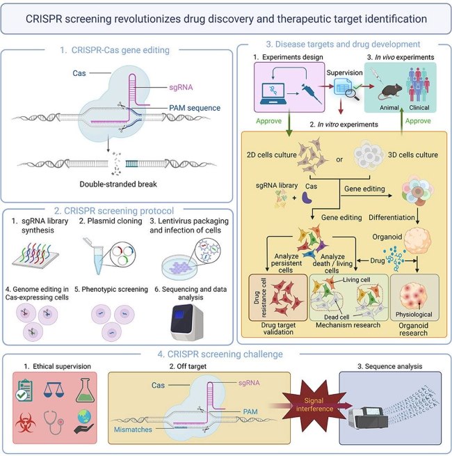 Fig.1 Accelerating drug discovery and therapeutic target identification through CRISPR screening. (OA Literature)