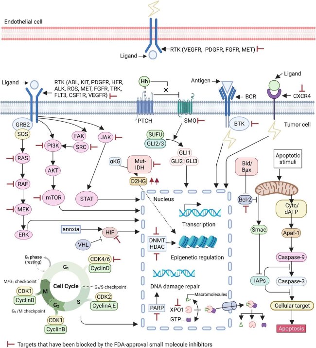 Fig.1 Mechanistic insights into small molecule inhibitors for cancer treatment. (OA Literature)