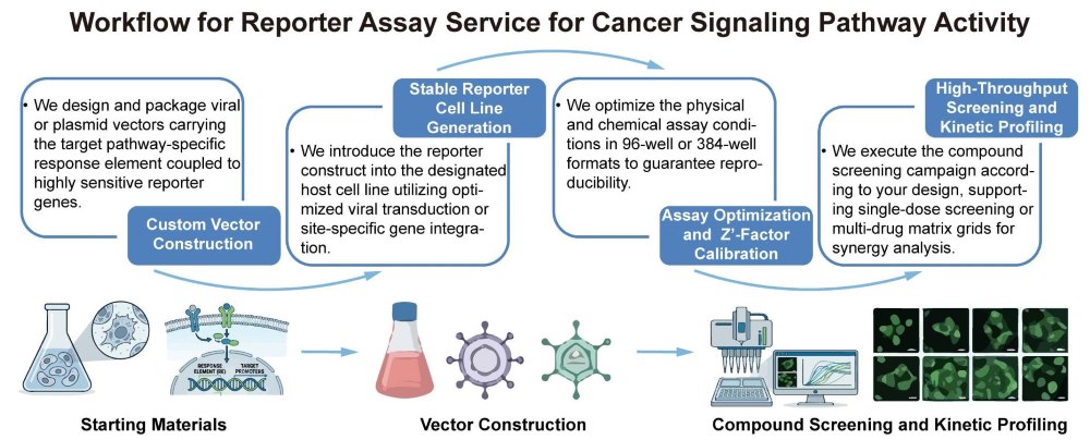 A simple procedure for reporter assay service for cancer signaling pathway activity. (Creative Biolabs Original)