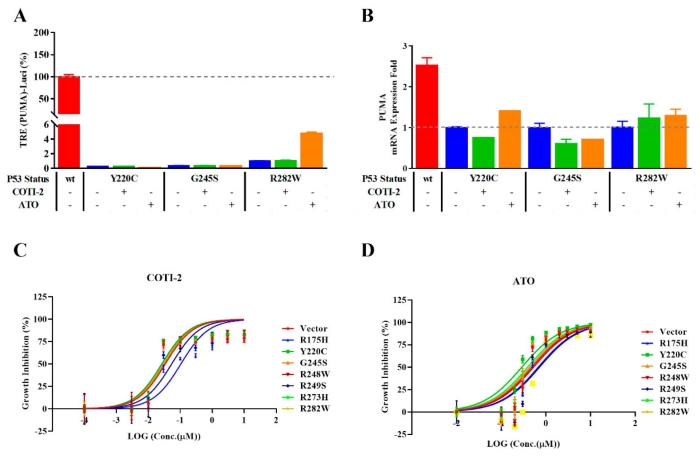 Fig.1 Evaluation of mutant p53 reactivators using an enhanced reporter gene system. (OA Literature)
