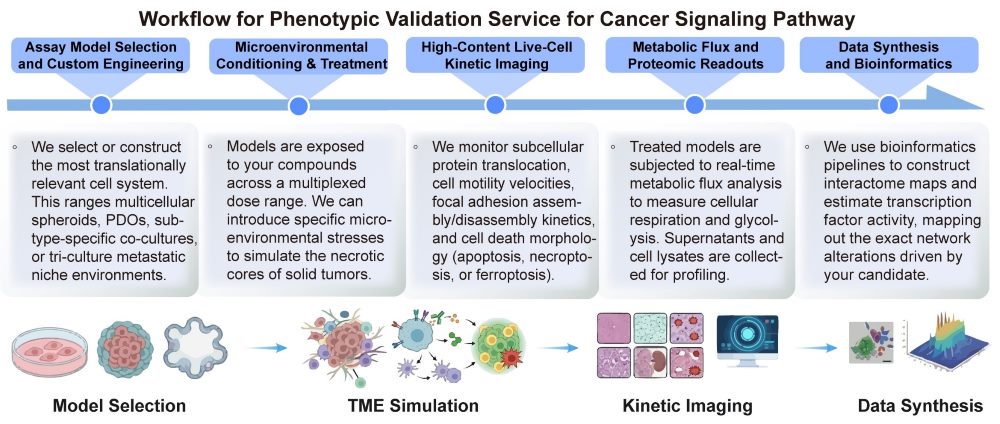 A simple procedure for phenotypic validation service for cancer signaling pathway. (Creative Biolabs Original)