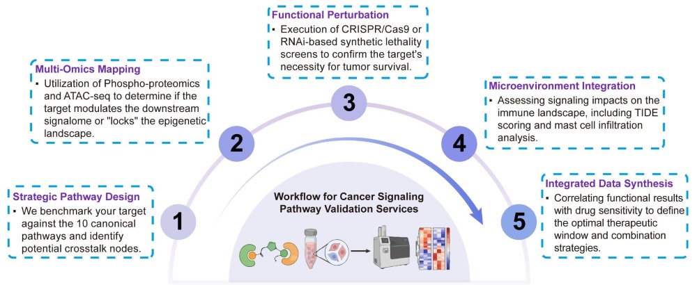 A simple procedure for cancer signaling pathway validation services. (Creative Biolabs Original)