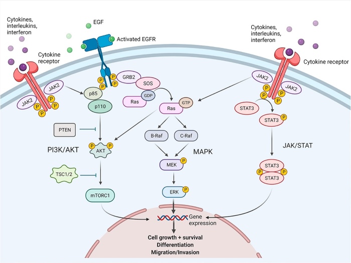 Fig.1 Overview of MAPK, PI3K/AKT, and JAK signaling modules and their molecular interactions. (OA Literature)