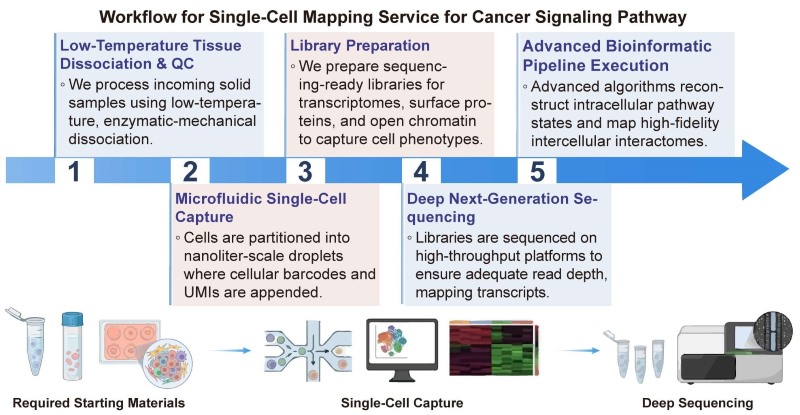 A simple procedure for single-cell mapping service for cancer signaling pathway. (Creative Biolabs Original)