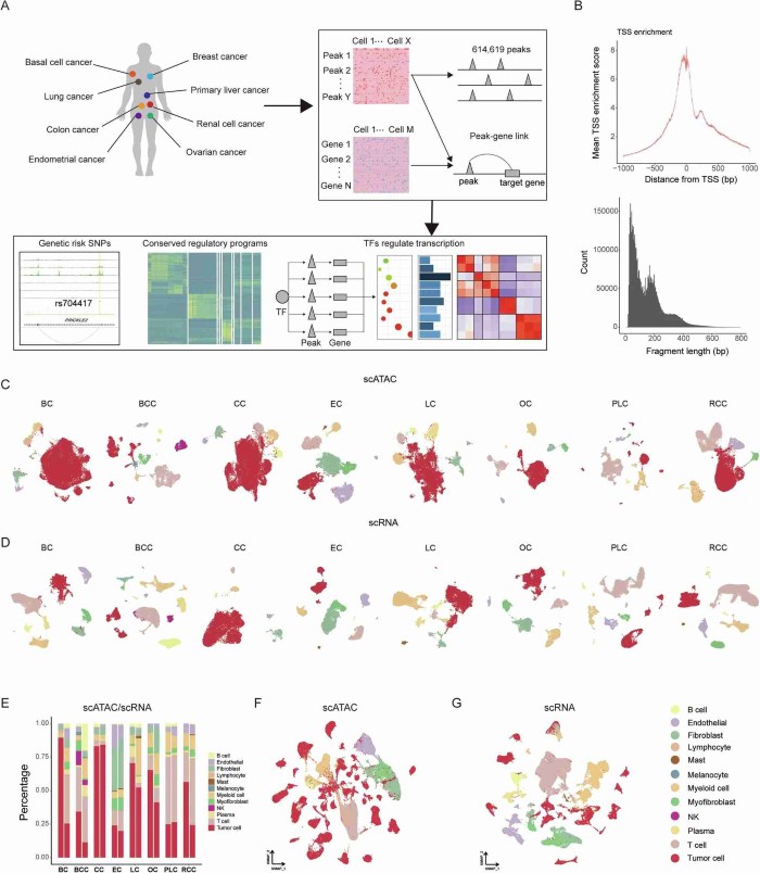 Fig.1 A multi-omic overview of cellular composition in eight cancer types. (OA Literature)