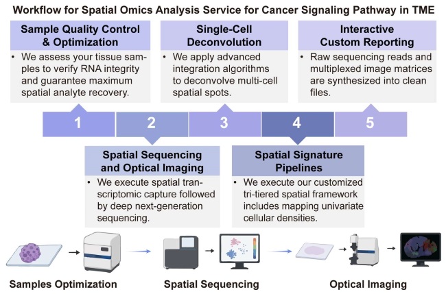 A simple procedure for spatial omics analysis service for cancer signaling pathway in TME. (Creative Biolabs Original)