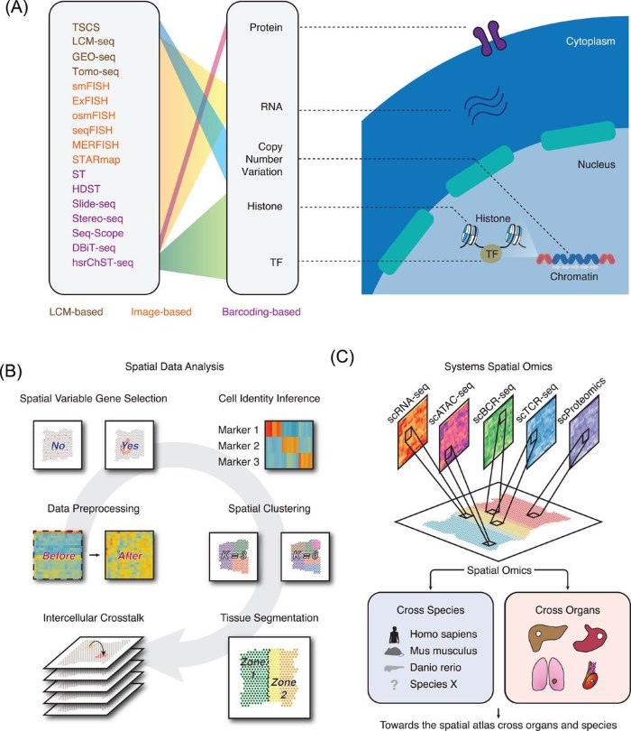 Fig.1 Unveiling the three-dimensional TME through spatial omics. (OA Literature)