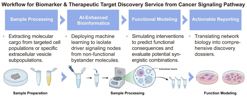 A simple procedure for biomarker and therapeutic target discovery service from cancer signaling pathway. (Creative Biolabs Original)