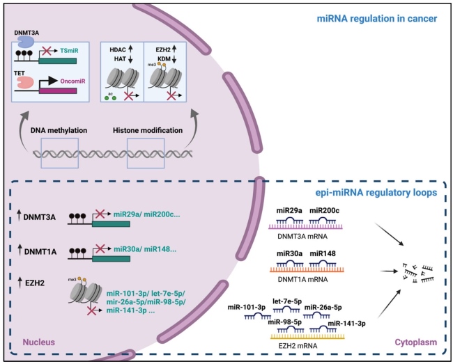 Fig.1 The regulatory landscape of microRNAs and epi-miRNAs in cancer. (OA Literature)
