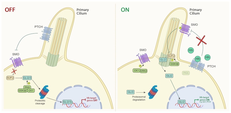 Fig.1 Understanding the canonical Hedgehog signaling cascade. (OA Literature)
