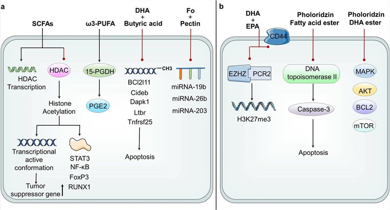 Fig.1 How epigenetics shapes fatty acid metabolism and cancer progression. (OA Literature)