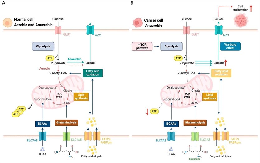 Fig 1. Metabolic reprogramming in cancer cells. (OA Literature)