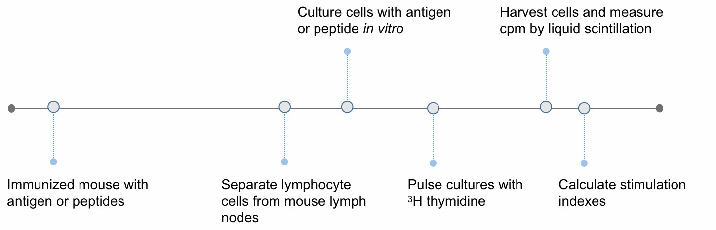 The workflow of T cell-based 3H-thymidine assay. (Creative Biolabs Original)