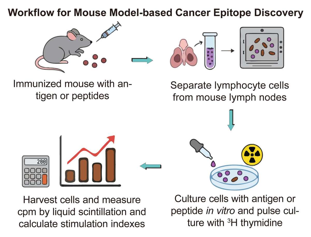A simple procedure for mouse model-based cancer epitope discovery using 3H-thymidine assay. (Creative Biolabs Original)