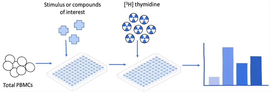 3H-thymidine proliferation assay.