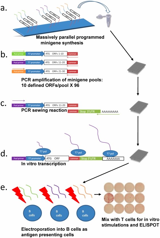 Discovery of T cell antigens by high-throughput screening of synthetic minigene libraries. (Hondowicz, et al., 2012)