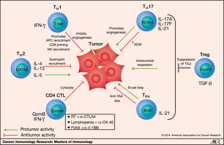 CD4+ T cells involved antitumor immunity. (Kim & Cantor, 2014)
