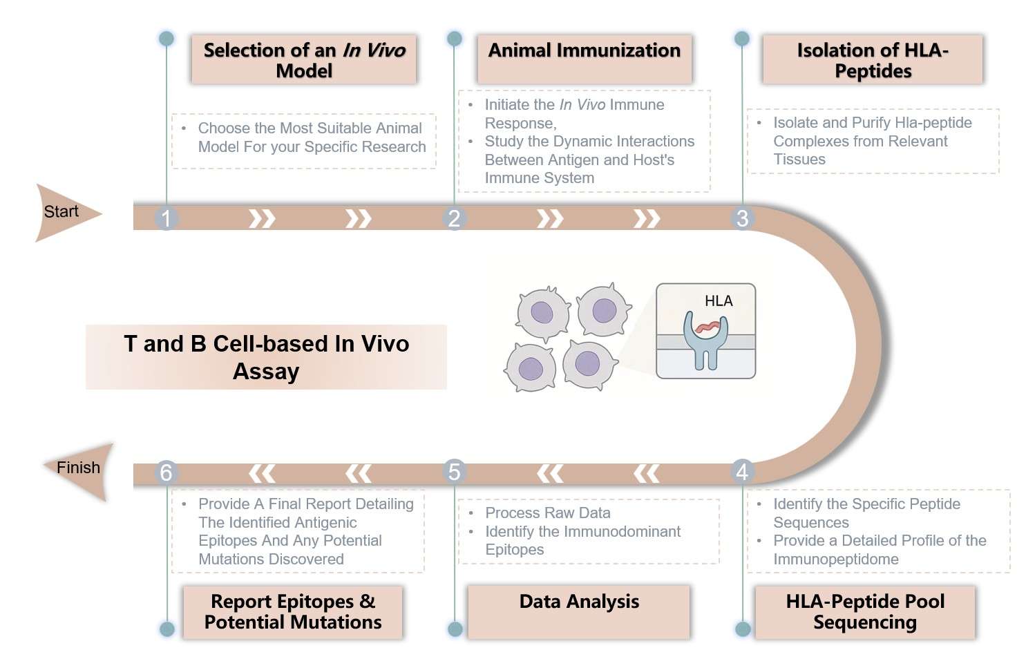 Core steps of T and B cell-based in vivo assay. (Creative Biolabs Original)