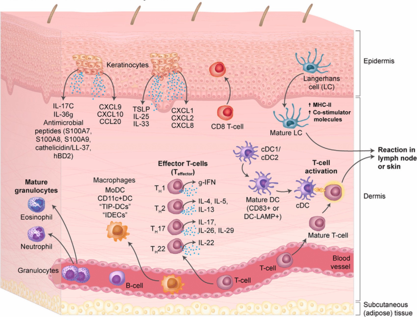 Immune responses in human skin. (Guttman-Yassky, et al., 2019)