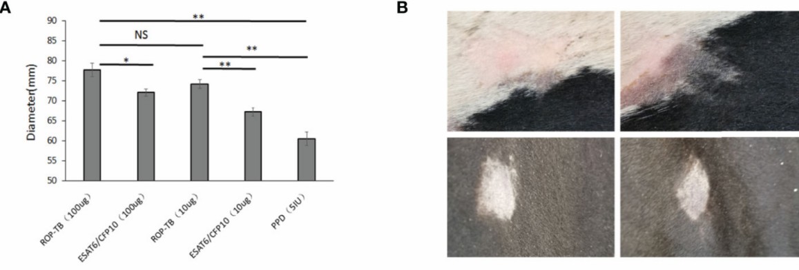Skin reaction in guinea pigs(A) and cattle(B). (Zhang, et al., 2022)