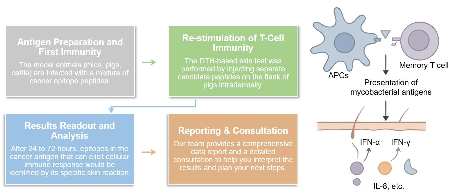 Core steps of the in vivo skin test process. (Creative Biolabs Original)