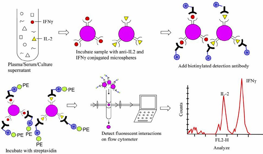 Flow cytometric detection of cytokines in biological samples. (Sachdeva & Asthana, 2007)