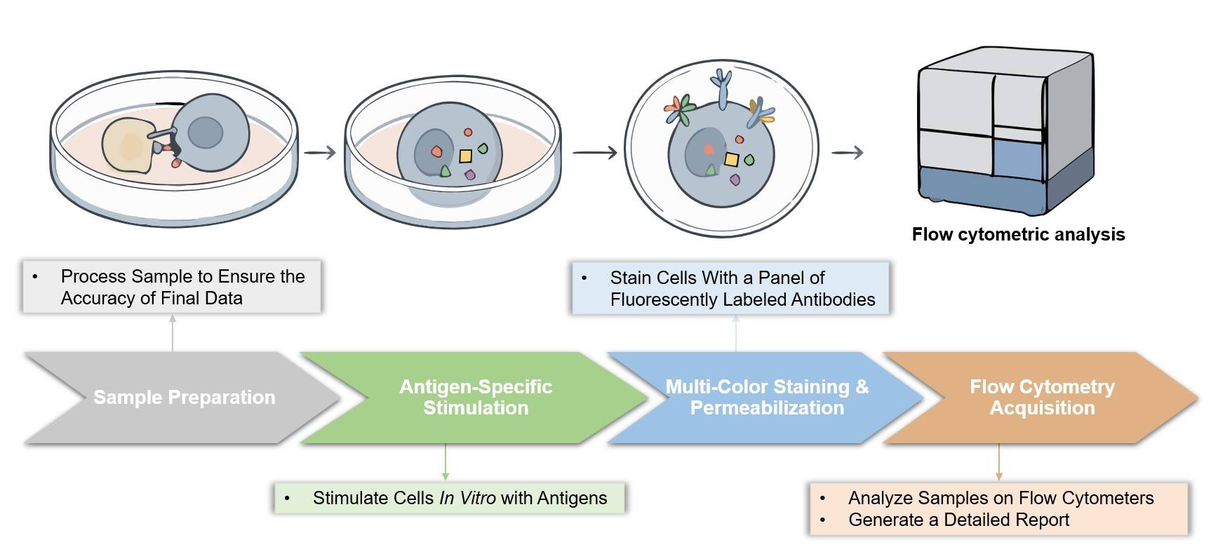 Core steps of the T Cell-based intracellular staining assay process. (Creative Biolabs Original)