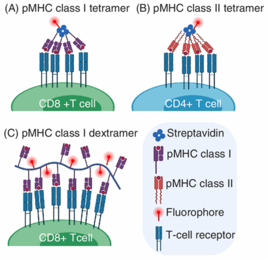 Structure of peptide-MHC tetramer and dextramer. (Christophersen, 2020)