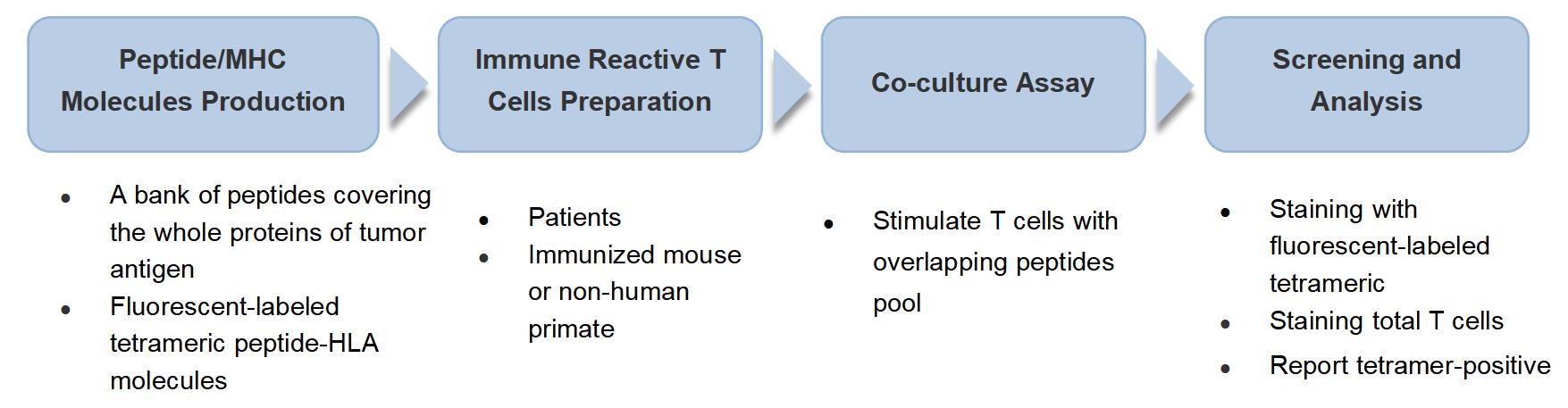 Workflow of Tetramer-Guided Epitope Mapping (TGEM)