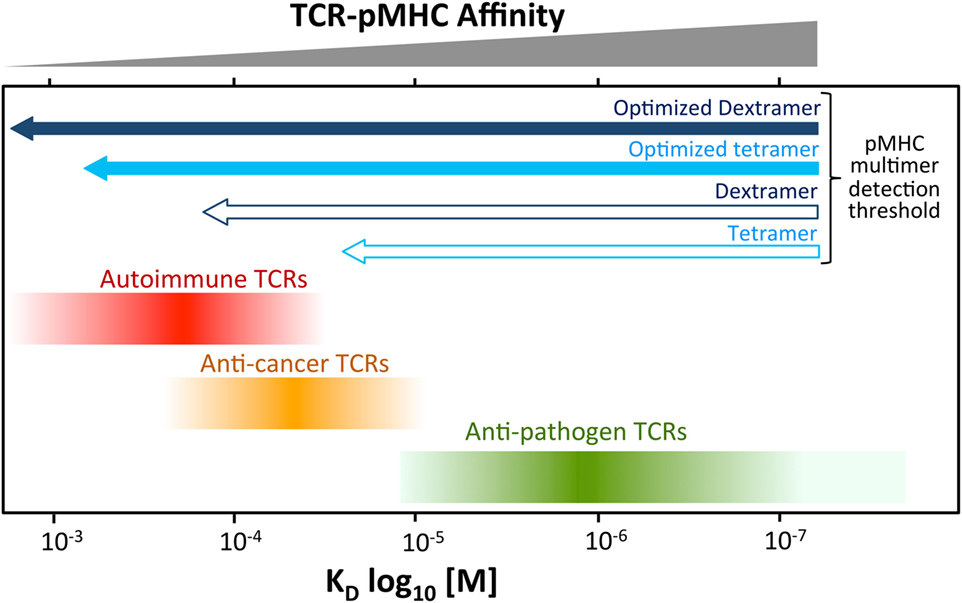 Fig.1 Anti-pathogen TCRs tend to bind to cognate Peptide–MHC (pMHC) with relatively high affinity. (OA Literature)