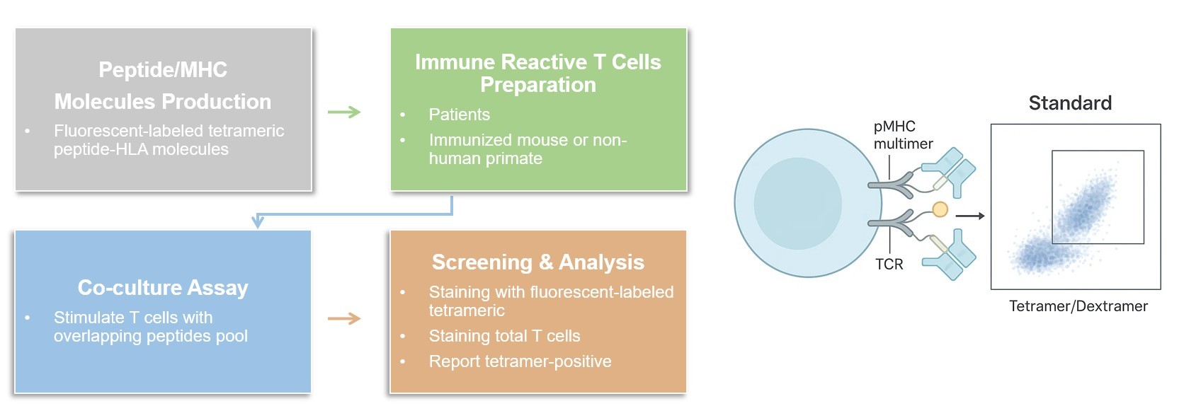 Core steps of T Cell-based multimer/tetramer assay process. (Creative Biolabs Original)